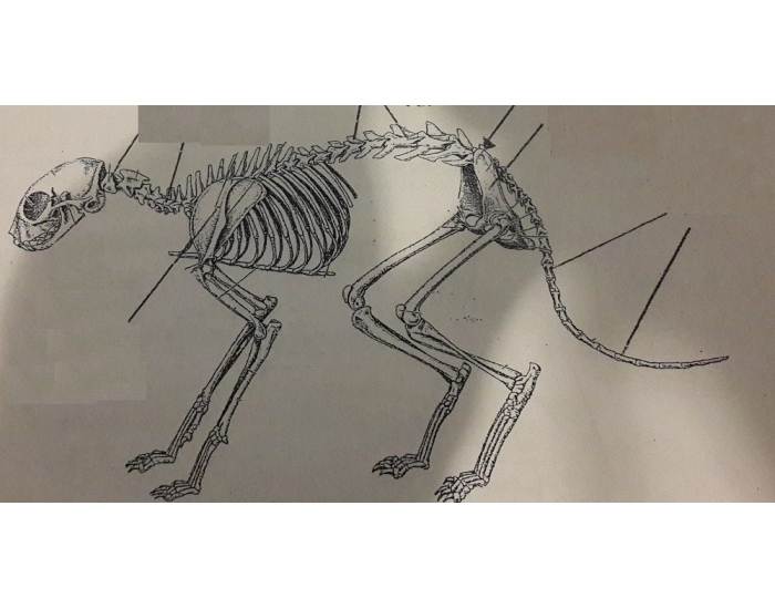 Скелет кошки: фото и описание.