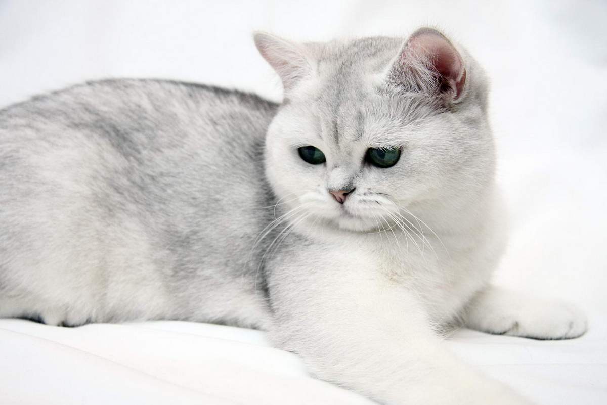 Кошки шиншиллы серебристые: описание, характер, уход, требования к стандарту, цена