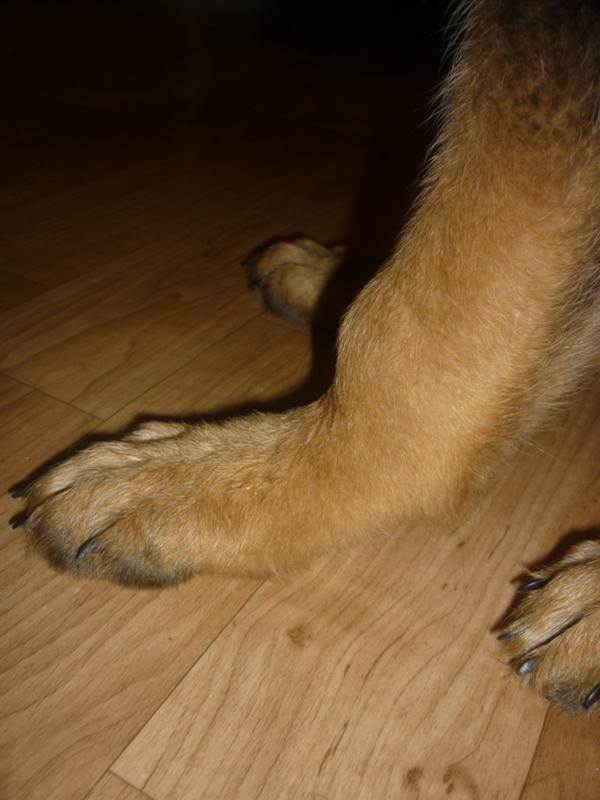 Что за болезнь у собаки когда отказывают ноги