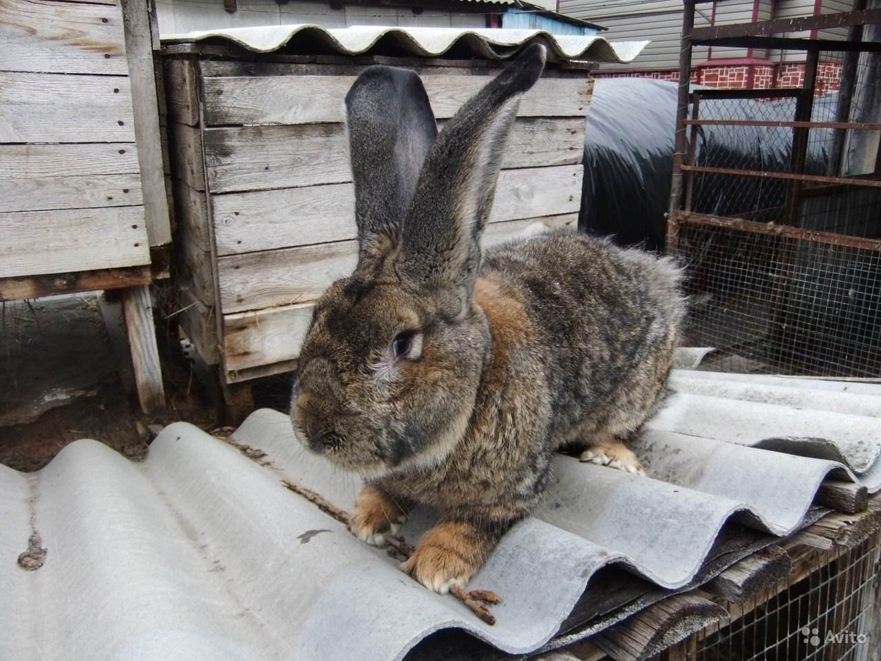 Разведение кроликов на мясо или мех в домашних условиях