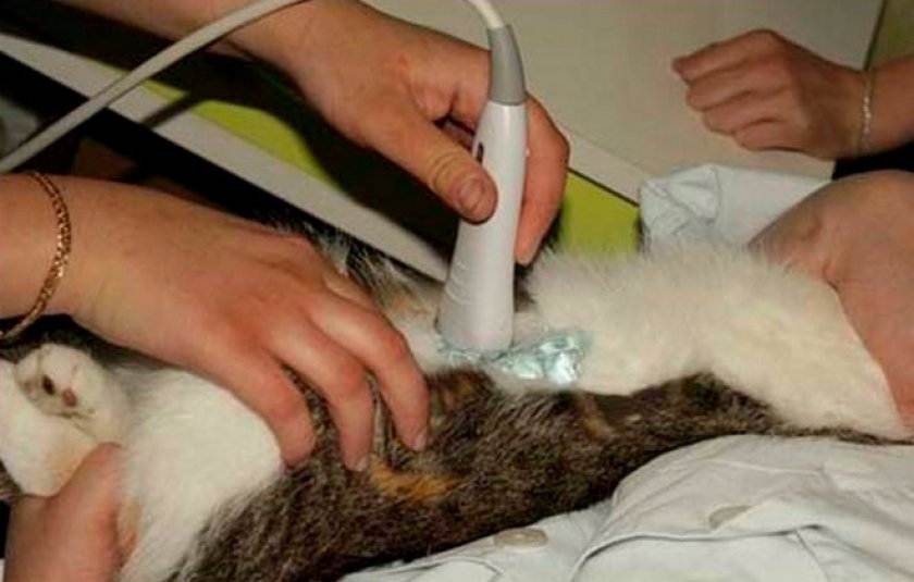 Поликистоз почек у кошки: симптомы, прогноз, методы лечения