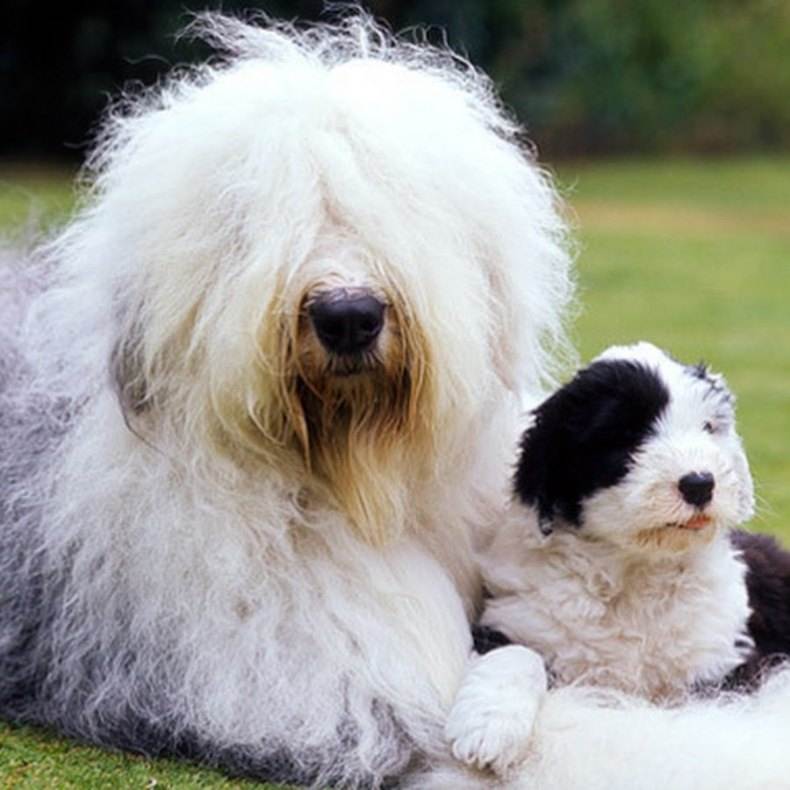 Лохматое добродушное чудо — собака породы бобтейл
