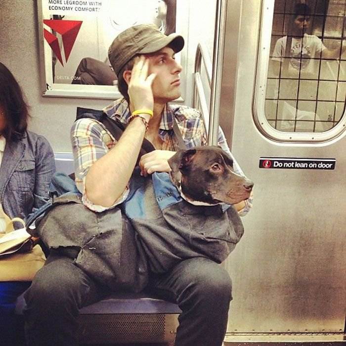 ᐉ правила провоза собаки в метро