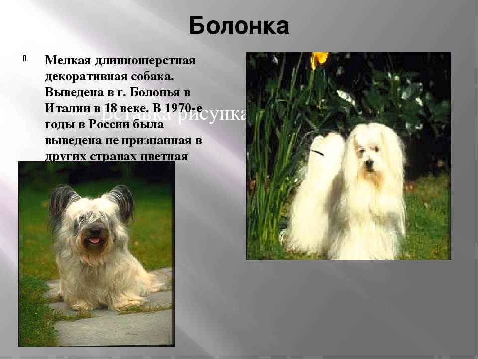Порода собак русская цветная болонка и ее характеристики с фото
