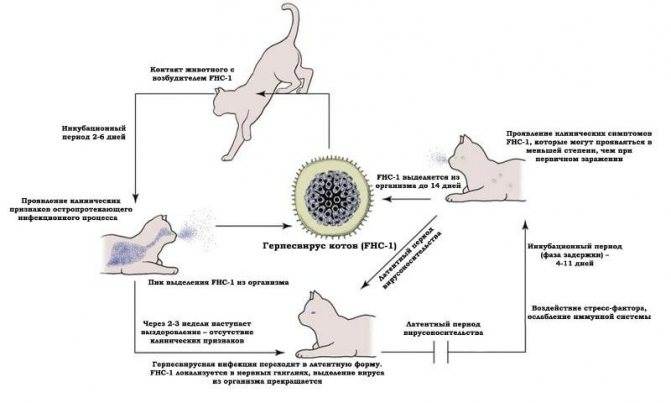 Какие бывают инфекции у кошек и как их лечить