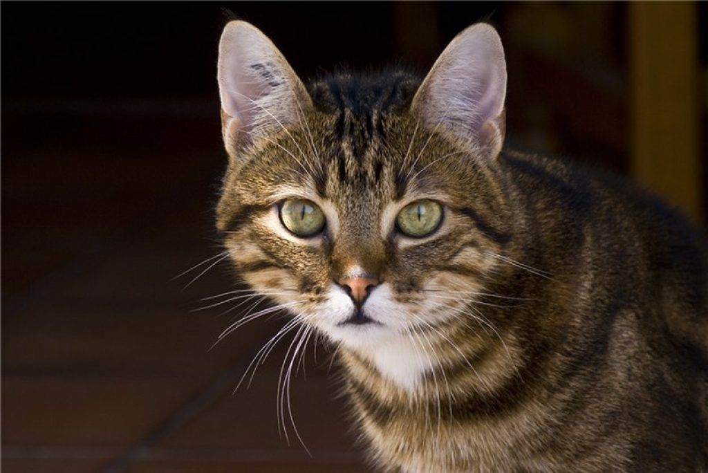 Европейские кошки: описание породы, характер, здоровье