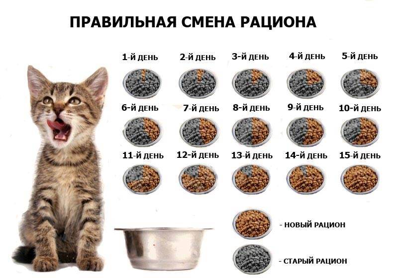 Чем кормить кастрированного кота