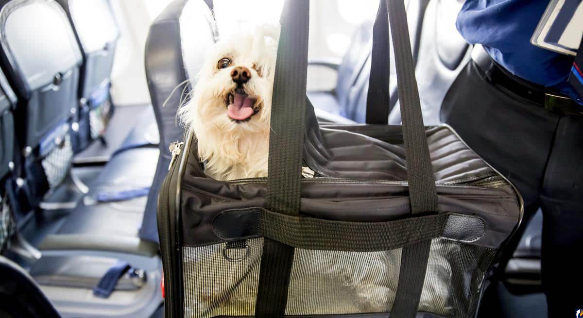 Делимся опытом перевозка собаки в самолете, это большая проблема