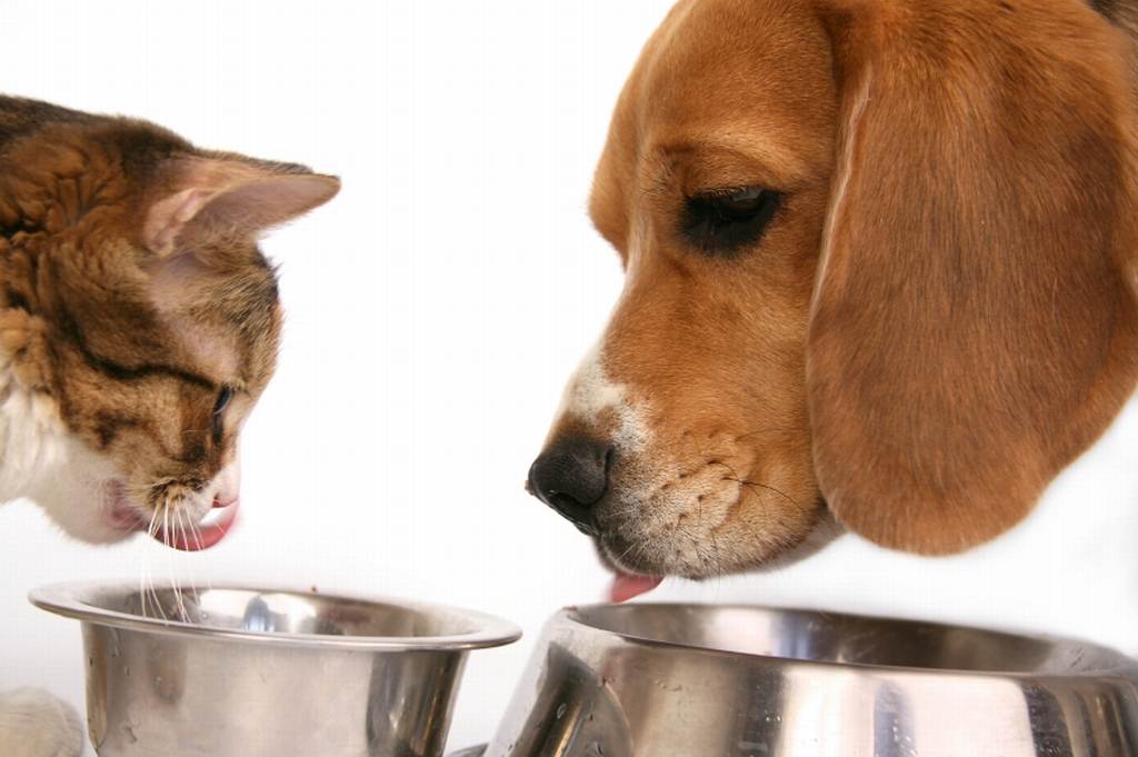 Можно ли кормить кошку и сухим и влажным кормом одновременно
