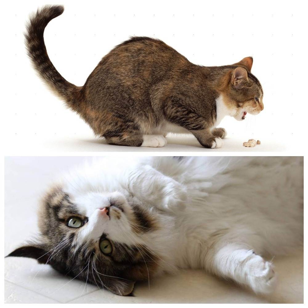 Отравление у кошек: как помочь животному при интоксикации