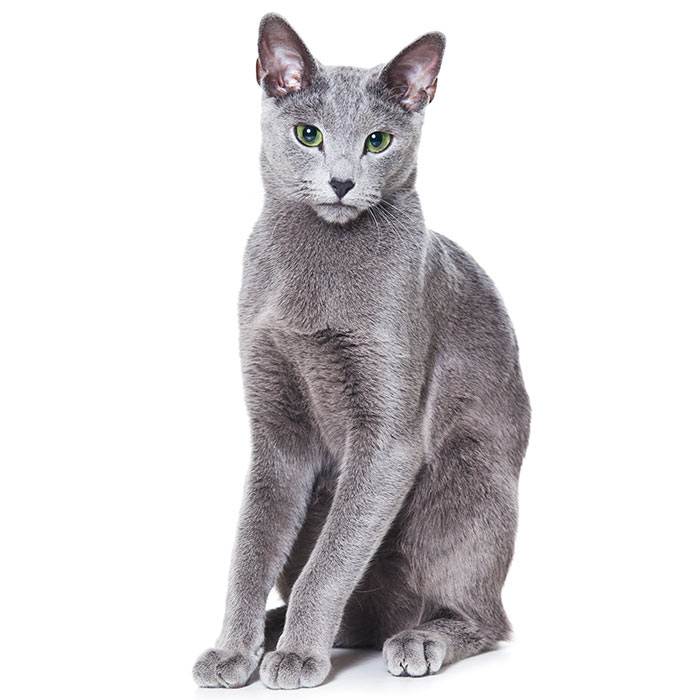 Русская голубая кошка