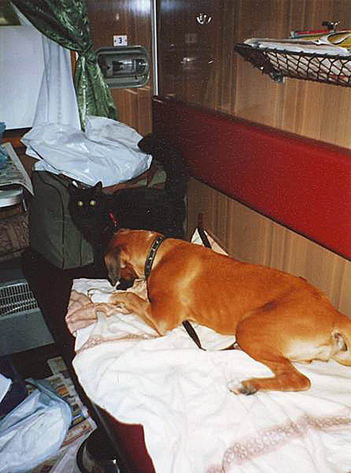 Как происходит перевозка собак в поезде оао "ржд"