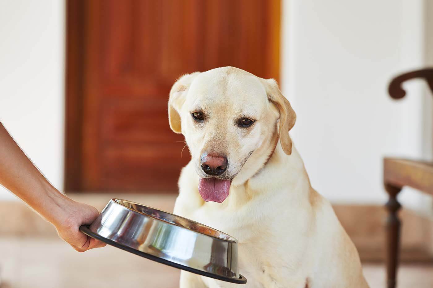 4 причины, почему собака быстро ест – как помочь