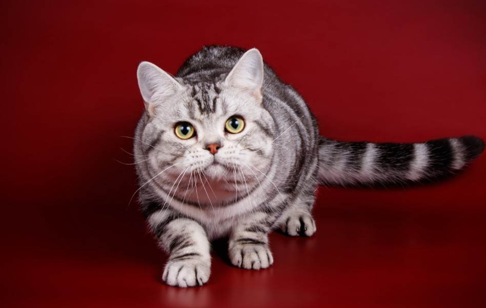 Американская короткошерстная кошка: описание породы, характер, уход, содержание и кормление