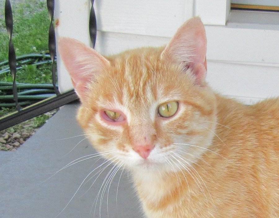 Болезни глаз у собак и кошек