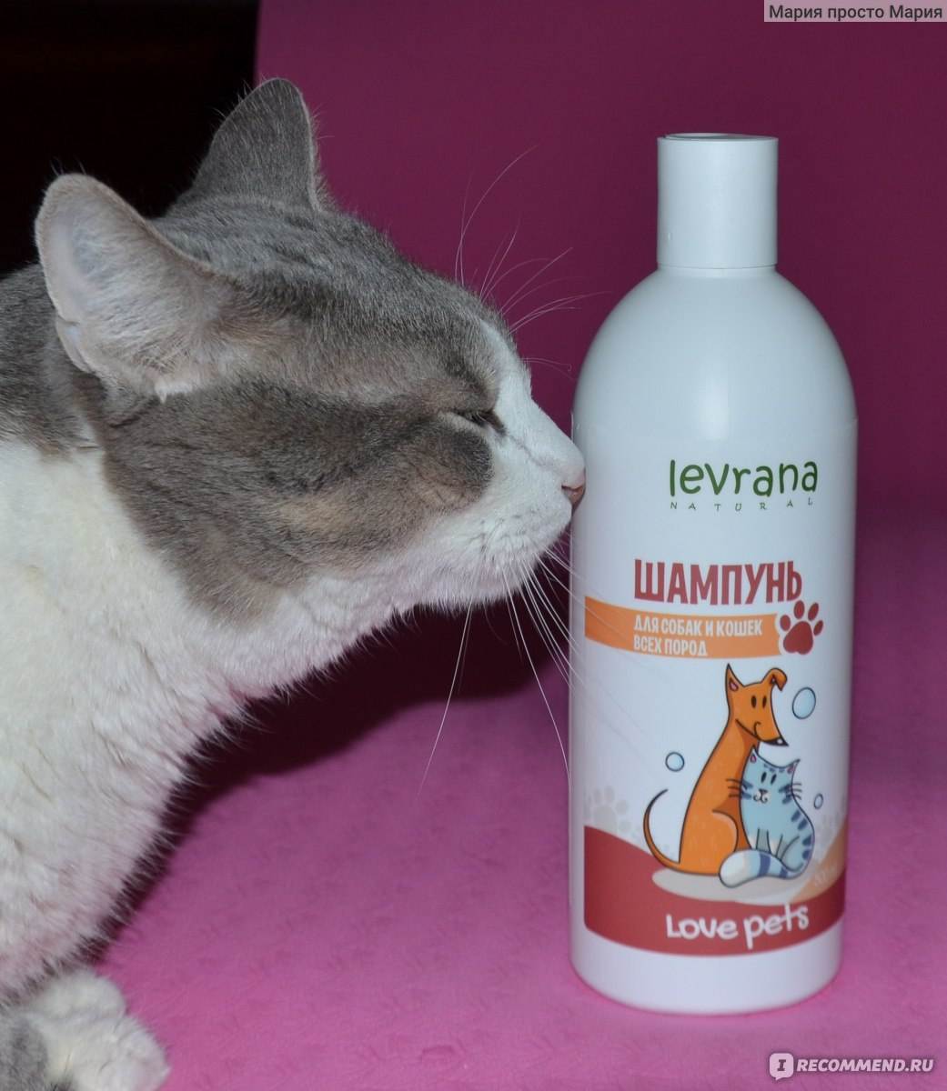 Чем помыть кошку: обычным шампунем, мылом или специальным средством для ухода