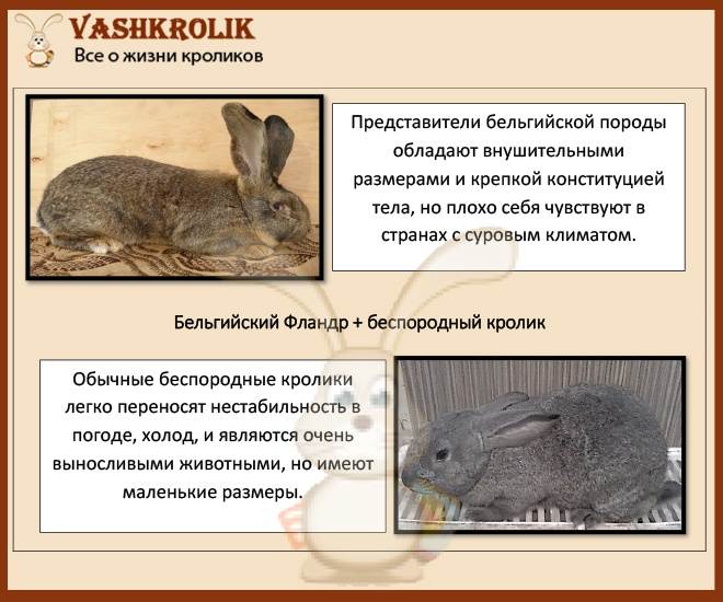 Кролик фландр: особенности разведения и ухода