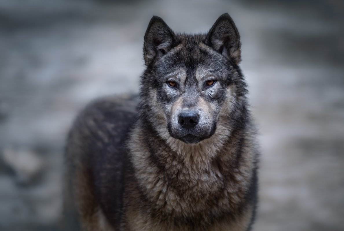 Чехословацкая волчья собака (чешский влчак): стандарт породы, и как подружиться с «ягненком» в волчьей шкуре