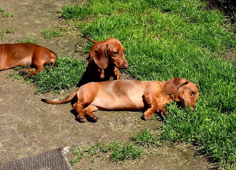 ᐉ карликовая такса: размеры взрослой собаки, описание породы, характер - kcc-zoo.ru
