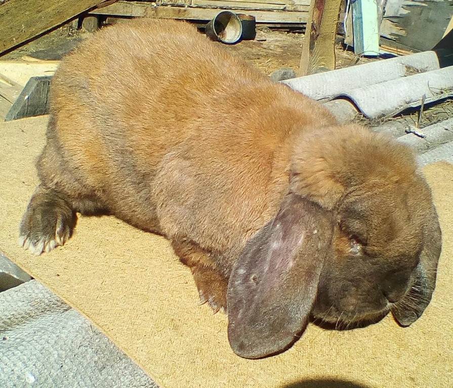 Кролики породы баран - описание, разведение, фото и видео | россельхоз.рф