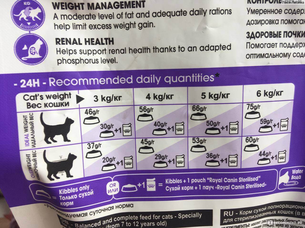 Чем можно кормить маленьких котят: в 1, 2 или 3 месяца, меню, режим кормления