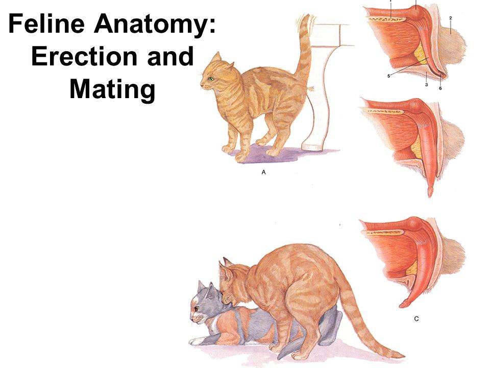 Спаривание кошек и котов: как проходит вязка, что делать хозяину, анатомические особенности половых органов у кошачьих, в том числе члена