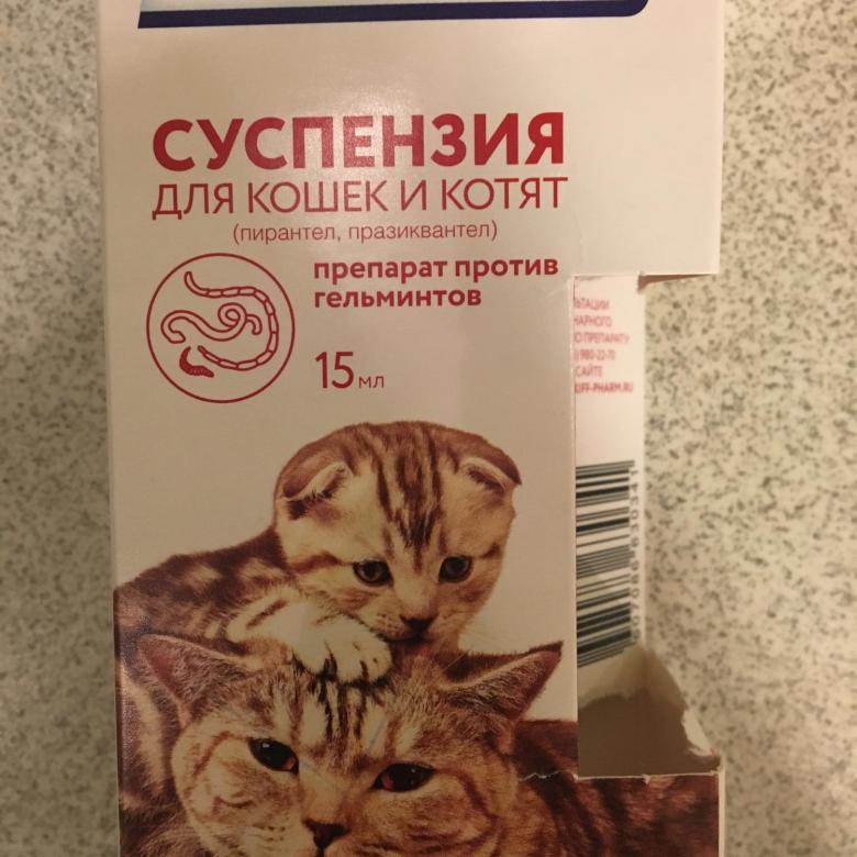 Средство от глистов для котят: что делать
