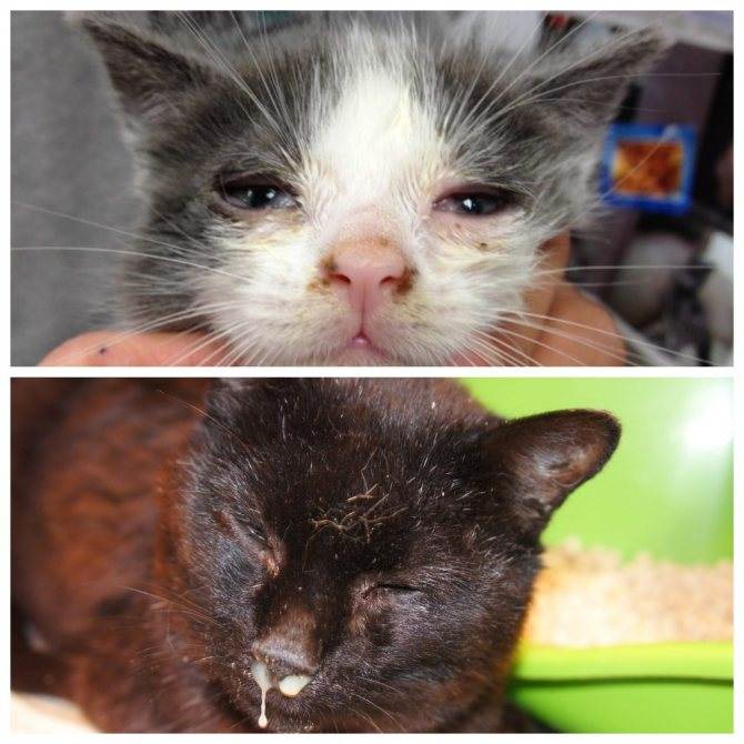 Почему коты едят котят: причины каннибализма, симптомы, профилактика