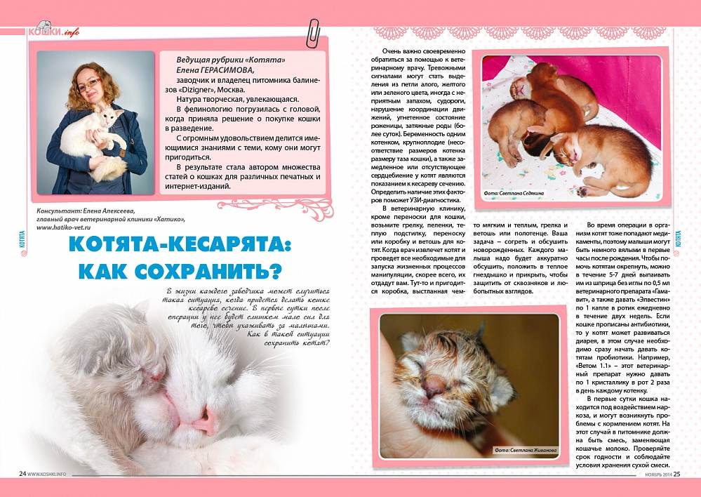 Как воспитать кошку: правила кошачьего воспитания