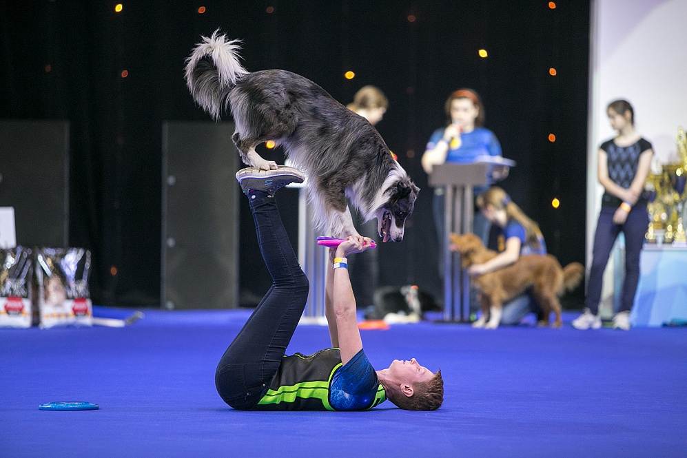 World dog show 2019 (чемпионат мира собак) | где пройдет, всемирная выставка