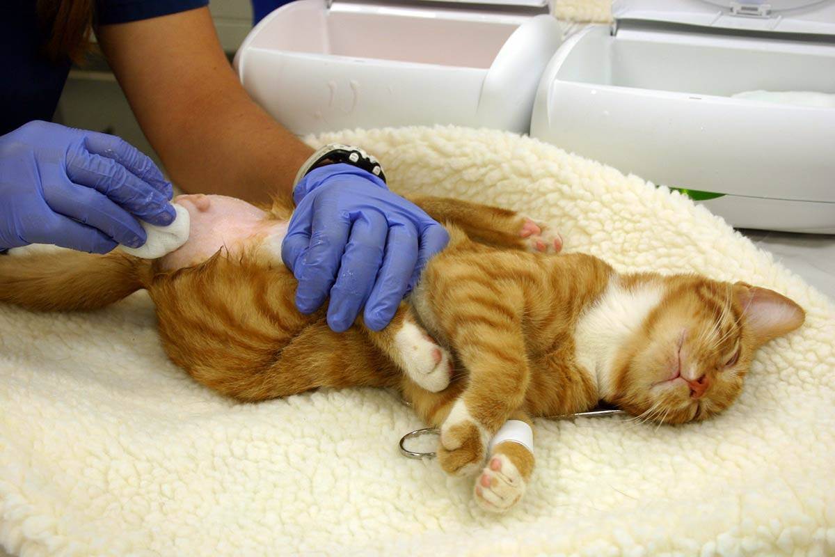 Сколько стоит стерилизация кошки и есть ли бесплатная