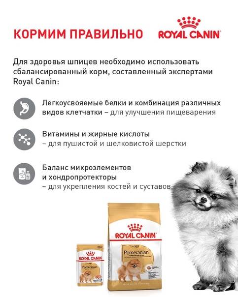Правила содержания белого померанского шпица