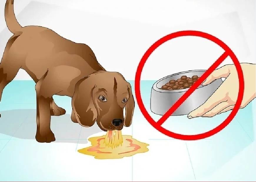 Почему собака не ест: несколько важных причин и способы улучшения аппетита | ваши питомцы