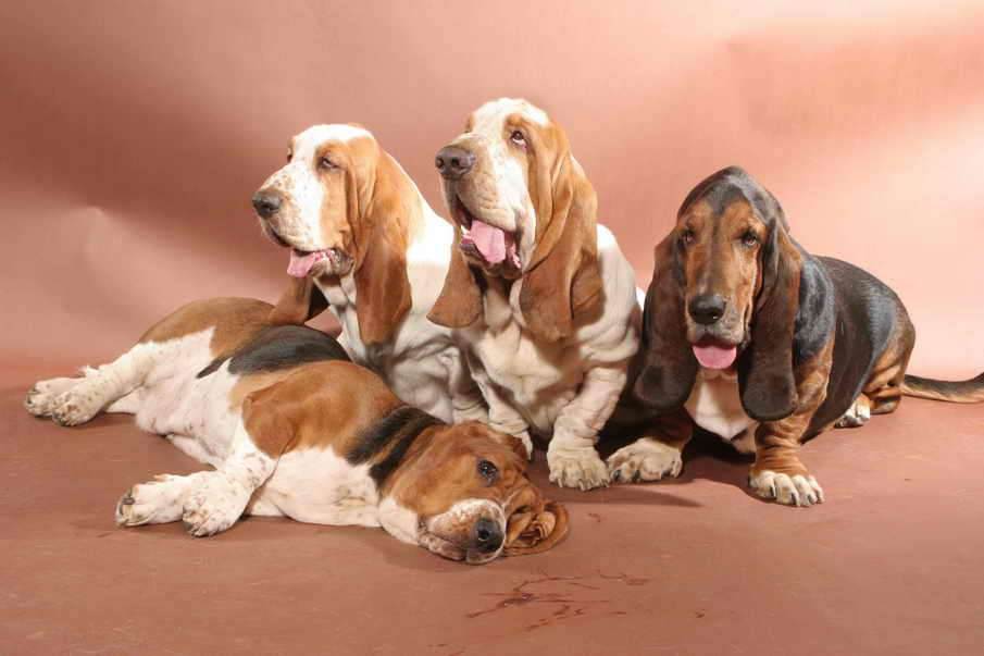 Бассет-хаунд - порода собак - информация и особенностях | хиллс
