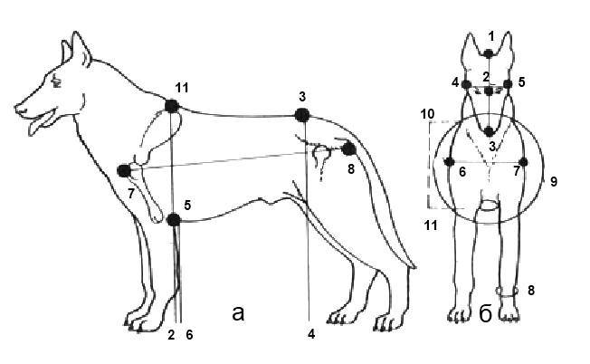 Где находится холка у собаки и как ее измерять