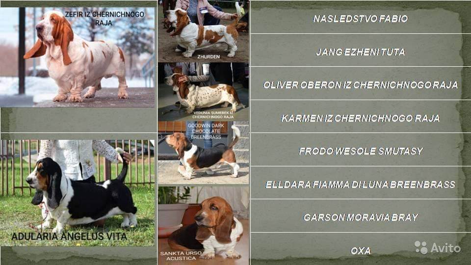 Описание бассет-хаунда: особенности породы, характер собаки, выбор щенков