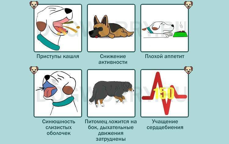 Учащенное дыхание у собаки: показатели нормы и отклонения | ваши питомцы