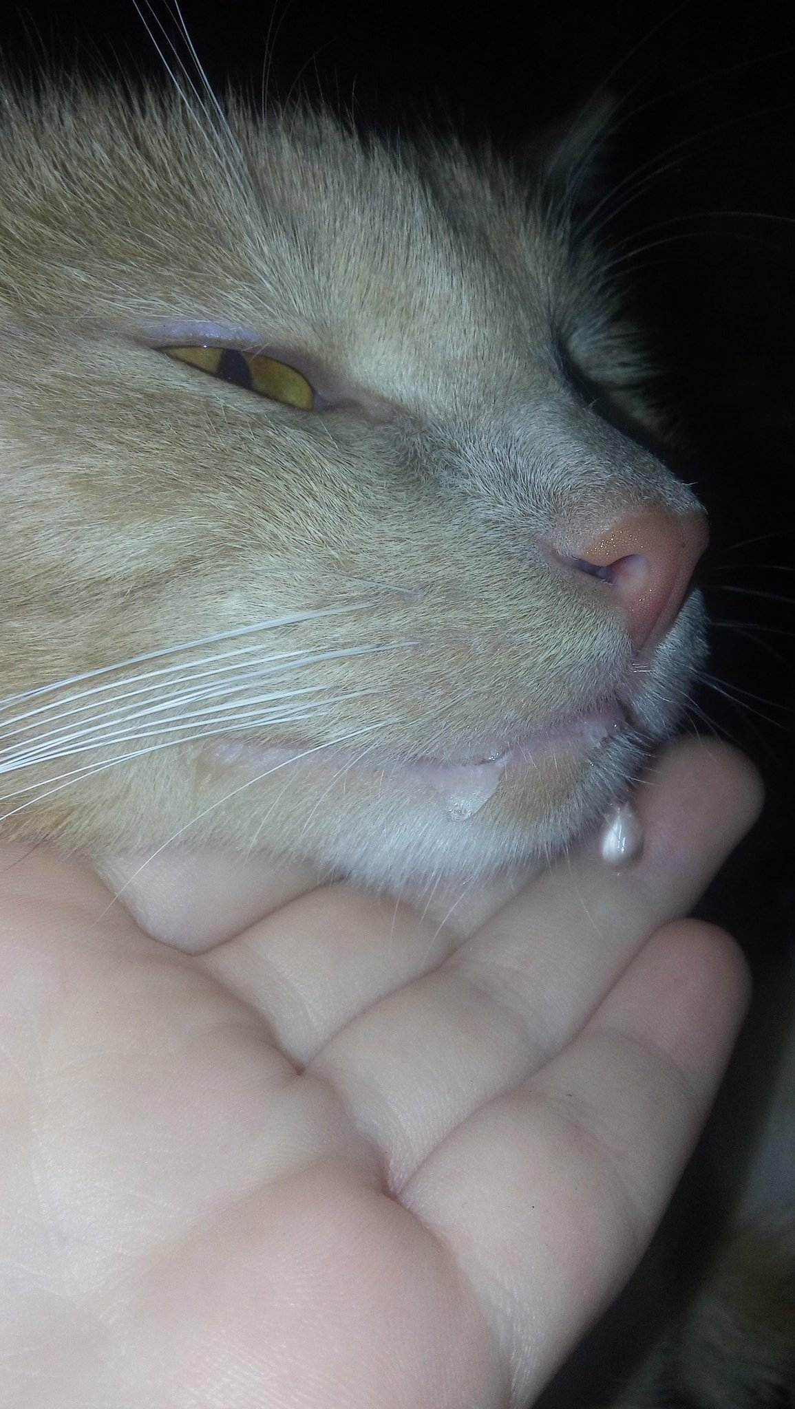 Почему появляется пена изо рта у кошки и как это лечитьветлечебница рос-вет