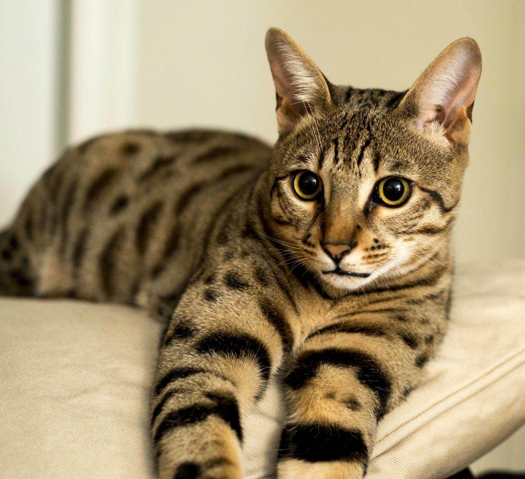 Самые необычные породы кошек и котов