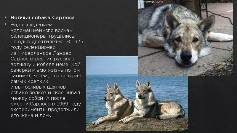 14 самых древних пород собак, которые произошли от волка