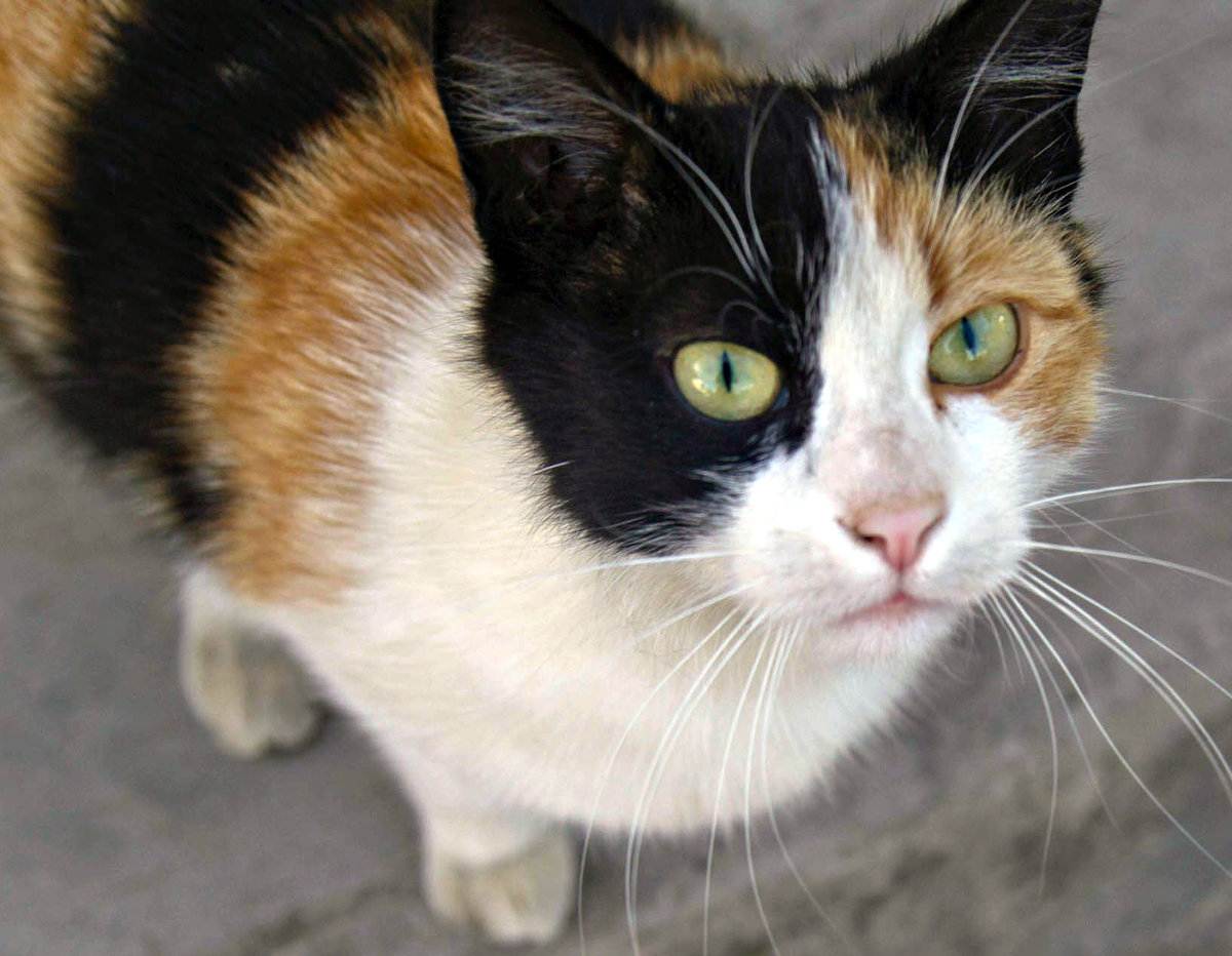 Бывают ли трехцветные коты? фото, трехцветные породы кошек, приметы о кошках трехцветного окраса