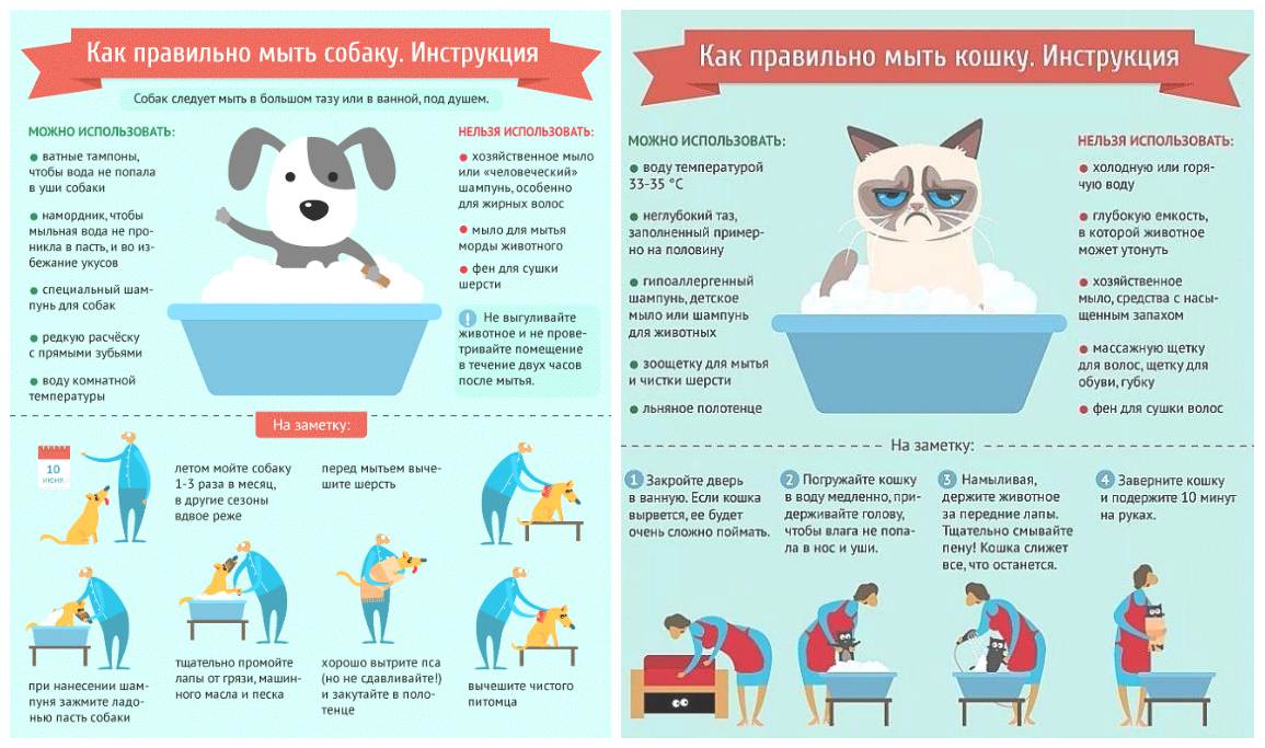 Как помыть кота без проблем, если он боится?