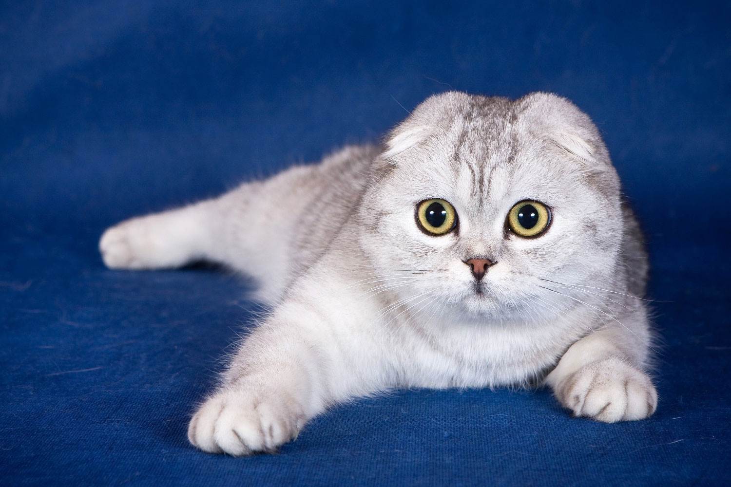 Шотландская вислоухая кошка скоттиш-фолд: описание породы, характер, уход  - mimer.ru