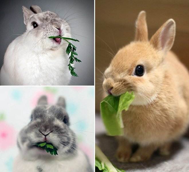 Породы кроликов: какие выглядят домашние кролы с фотографиями, самые неприхотливые виды россии, описание разновидностей
