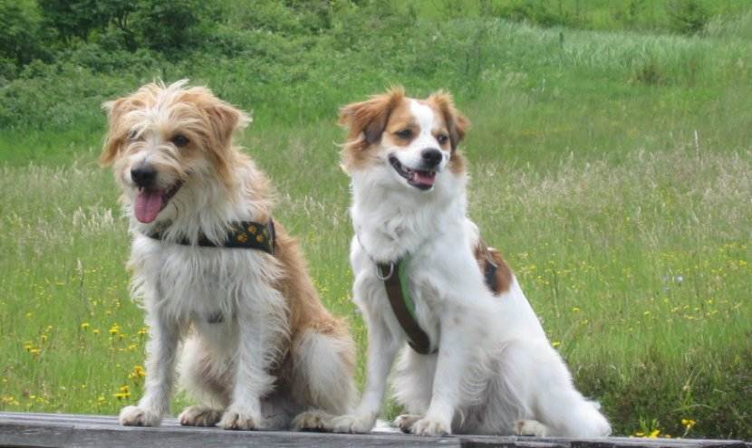 Особенности породы кинг-чарльз-спаниель: фото собак, описание стандарта, правила ухода и отзывы владельцев