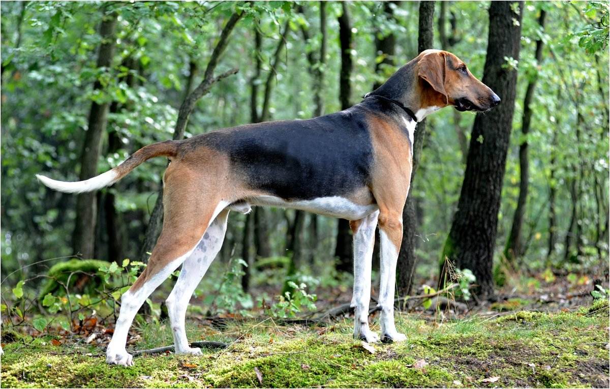Охотничьи породы собак. описания, названия и виды охотничьих собак | живность.ру