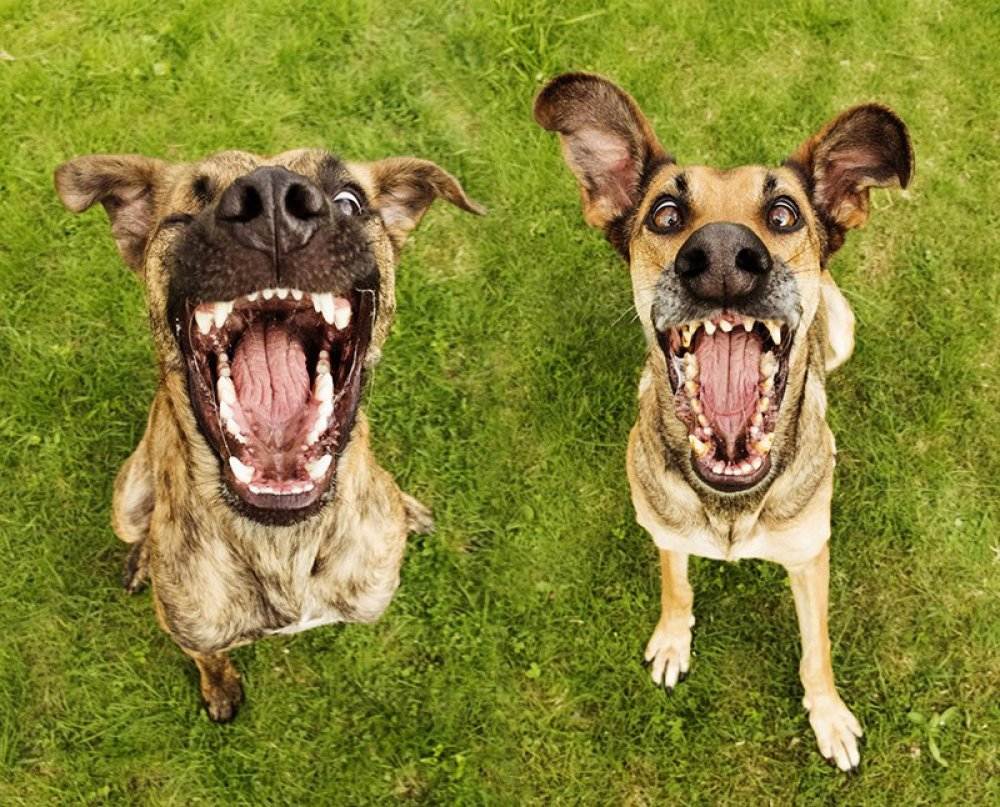 Самые смешные и забавные породы собак с фотографиями