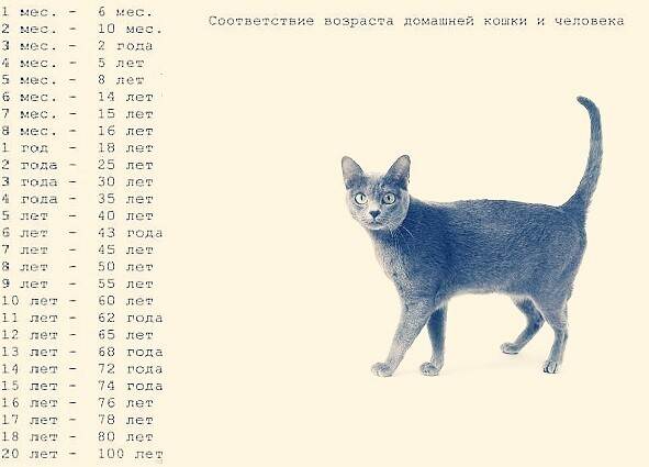 Как узнать, сколько месяцев котенку, учимся определять правильный возраст животного