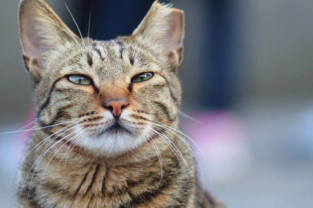 Порода кошек ли хуа: внешний вид, характер, питание