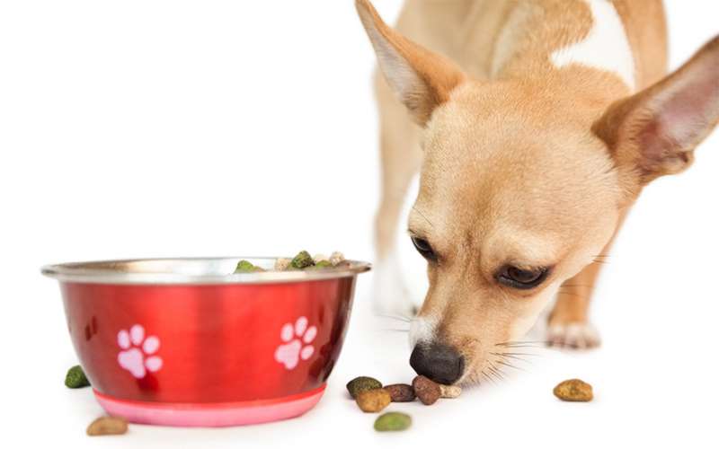 Кормление собак сухим кормом и натуральной пищей
